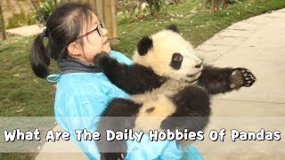 What Are The Daily Hobbies Of Pandas  iPanda [upl. by Gundry]