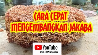 Cara mengembangkan Jakaba [upl. by Blanchette]