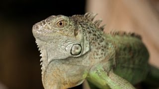 4 Cool Facts about Green Iguanas  Pet Reptiles [upl. by Merrell18]