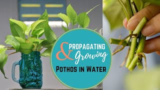 Propagating amp Growing Pothos in Water [upl. by Rollet316]