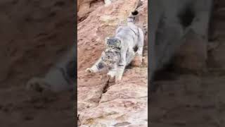 Rare Sighting Of Pallas Cat [upl. by Amalbergas]