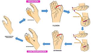 OPOSICION DEL PULGAR [upl. by Laram888]