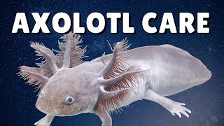 Axolotls Diet and Feeding Tips [upl. by Athal]