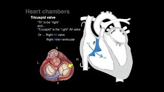 Echocardiogram Apical Four Chamber View  Loop [upl. by Cram]