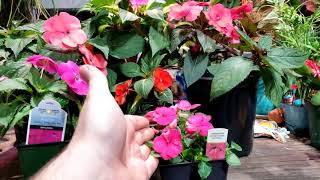 Impatiens amp SunPatiens [upl. by Odlaumor407]