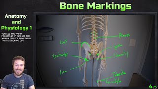 Major Bone Markings  Anatomy and Physiology 1 [upl. by Yeslehc]