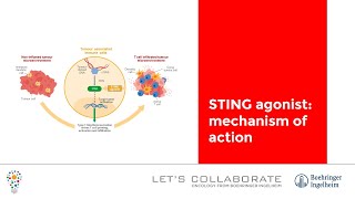 STING agonist mechanism of action [upl. by Laehcor]