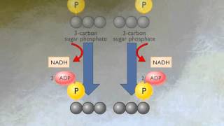 How Glycolysis Works HD Animation [upl. by Nah]