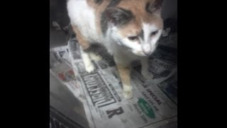 Tortured cat suffers physically while owner suffers emotionally [upl. by Eiramalegna]