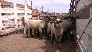 How To Handle Sheep  Part 1  General Principles for Handling Sheep [upl. by Berl]