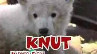 Knut Song [upl. by Baxter345]