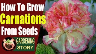 How To Grow Carnations From Seeds [upl. by Biles625]