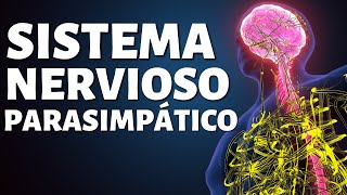 El SISTEMA NERVIOSO PARASIMPÁTICO funciones partes y conexiones🧠 [upl. by Antoinette294]