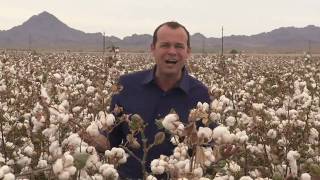 California Cotton Harvest [upl. by Kathlene]