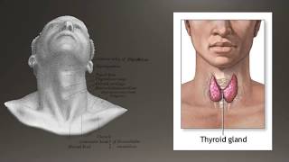 Basics of Thyroid Ultrasound [upl. by Yrmac]