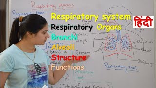 Respiratory system anatomy amp physiology in hindi  Organs  structure  functions [upl. by Shae]