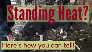 Breeding Pigs How To Tell If Your Gilt Or Sow Is In Standing Heat [upl. by Yrreg]