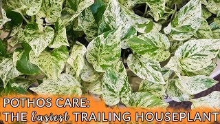 Pothos Care The Easiest Trailing Houseplant  Joy Us Garden [upl. by Paluas]