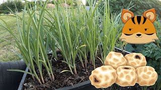 How to Plant Tiger Nuts Chufa [upl. by Cleavland]