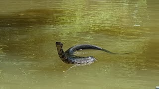 A Very Curious Cottonmouth [upl. by Hillary]