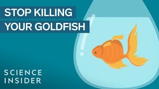 How To Keep Your Goldfish Alive For 15 Years [upl. by Katzman]