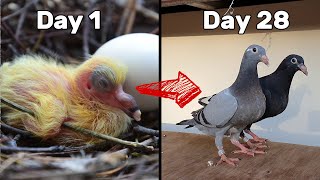 Baby Pigeons Growing  Four Weeks Day by Day [upl. by Brennan]