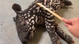 Baby Tapir Scratches [upl. by Inafetse355]