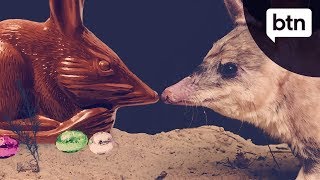 Easter Bilbies  Behind the News [upl. by Fidellas126]