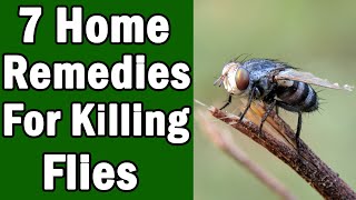 7 Home Remedies For Killing House Flies [upl. by Ecinaj790]