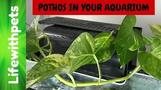 How to Use a Pothos Plant in your Aquarium [upl. by Samaria]