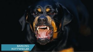 ROTTWEILER BARKING  ROTTWEILER HOWLING AND BARKING COMPILATION 2017 [upl. by Crowns]