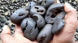 Shaligram  special and multi chakra shaligram shila [upl. by Roice]