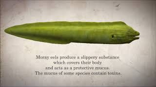 Moray Eel Facts  Marine Life in 45 Seconds [upl. by Legnalos]