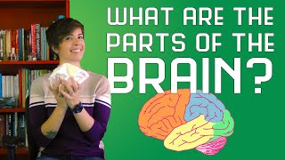 What are the Parts of the Brain [upl. by Ainej]