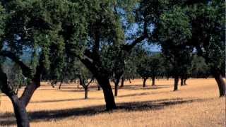 The Remarkable Cork Tree [upl. by Nwahsak673]