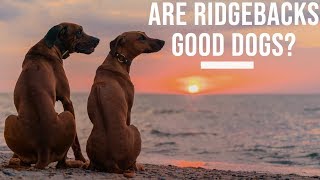 Are Rhodesian Ridgebacks Good Dogs [upl. by Thea]