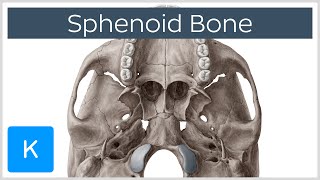 Sphenoid Bone  Definition Location amp Function  Human Anatomy  Kenhub [upl. by Aivatra692]