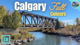 Calgary’s beautiful Fall Colours 2024 🇨🇦 Bowness Park [upl. by Lamoree]