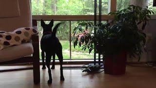 Is Your Dog a Territorial Barker This Training Can Help [upl. by Rosenquist260]