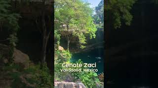 Incredible Cenote in Valladolid Mexico Cenote Zaci shorts [upl. by Redlac]