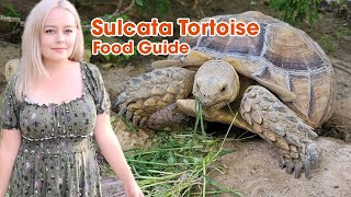 How to Feed a Sulcata Tortoise [upl. by Anal]