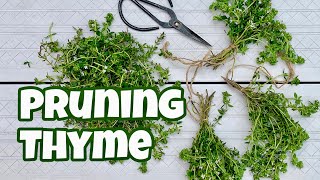 How to Prune Thyme [upl. by Adniuqal611]