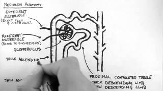 Are Cysts on the Kidney Serious [upl. by Eleinad995]