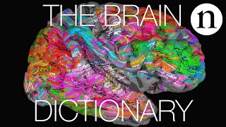 The brain dictionary [upl. by Palua]