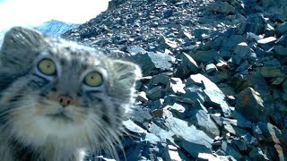 Top 5 Pallas Cat Sightings Scary Traumatizing [upl. by Gerrard]