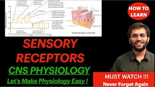 CNS Physiology Sensory Receptors  Receptor Potential Generator Potential Classification Properties [upl. by Yatnuahc]