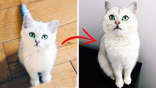 Kitten to Cat British Shorthair 12 weeks3 years [upl. by Simah]