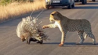 Hungry Leopard Gets Defeated By Prickly Porcupine [upl. by Hackett]