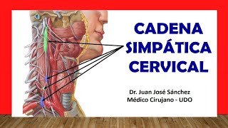 🥇 CADENA SIMPÁTICA CERVICAL Fácil Rápida y Sencilla [upl. by Judsen]