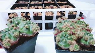 Gymnocalycium Damsii  Propagating Pups [upl. by Atikahc]